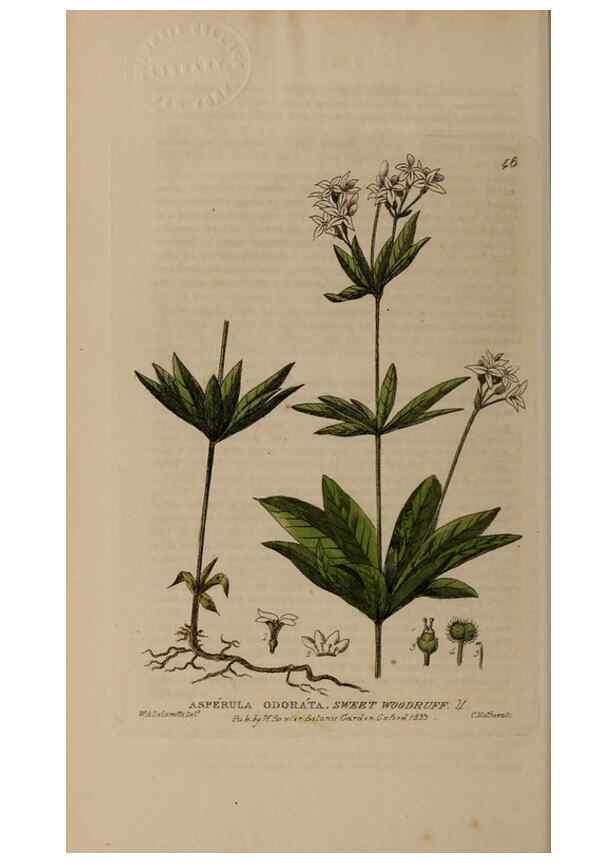 Reproducción/Reproduction 29002241025: British phaenogamous botany,. Oxford,Published by the author, sold by J.H. Parker [etc.]1834-43.