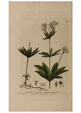 Reproducción/Reproduction 29002241025: British phaenogamous botany,. Oxford,Published by the author, sold by J.H. Parker [etc.]1834-43.