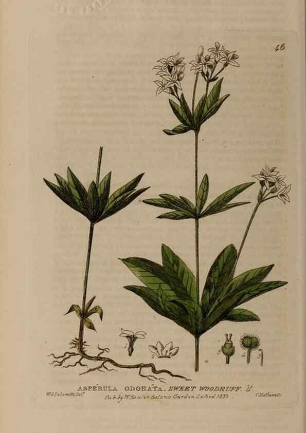 Reproducción/Reproduction 29002241025: British phaenogamous botany,. Oxford,Published by the author, sold by J.H. Parker [etc.]1834-43.