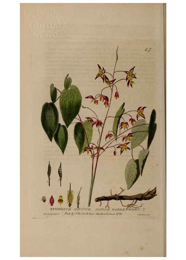 Reproducción/Reproduction 28925951501: British phaenogamous botany,. Oxford,Published by the author, sold by J.H. Parker [etc.]1834-43.