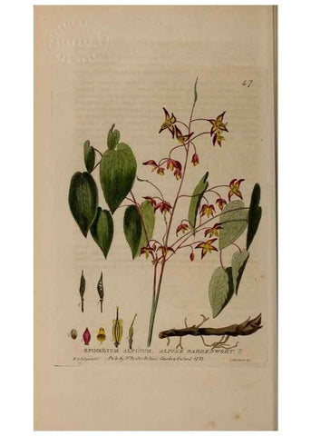 Reproducción/Reproduction 28925951501: British phaenogamous botany,. Oxford,Published by the author, sold by J.H. Parker [etc.]1834-43.