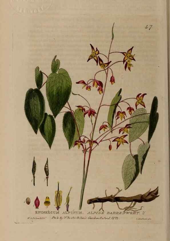 Reproducción/Reproduction 28925951501: British phaenogamous botany,. Oxford,Published by the author, sold by J.H. Parker [etc.]1834-43.
