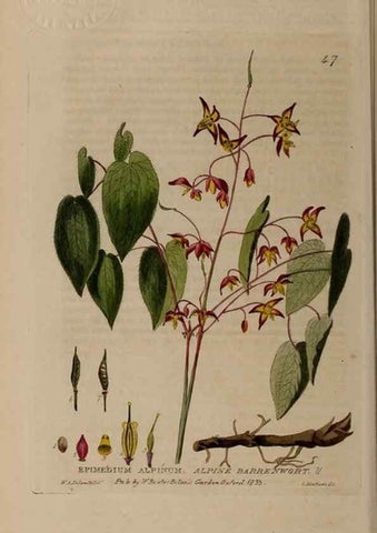 Reproducción/Reproduction 28925951501: British phaenogamous botany,. Oxford,Published by the author, sold by J.H. Parker [etc.]1834-43.