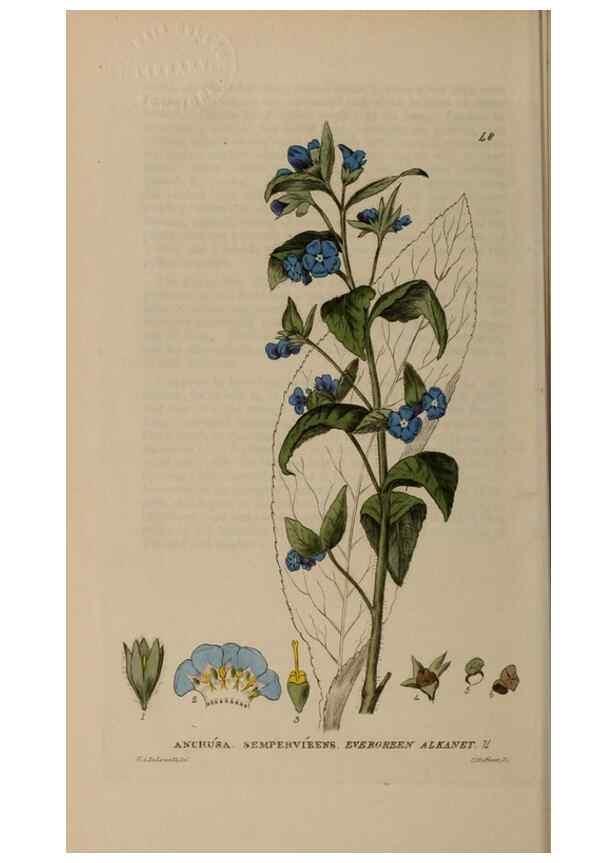 Reproducción/Reproduction 28897097712: British phaenogamous botany,. Oxford,Published by the author, sold by J.H. Parker [etc.]1834-43.