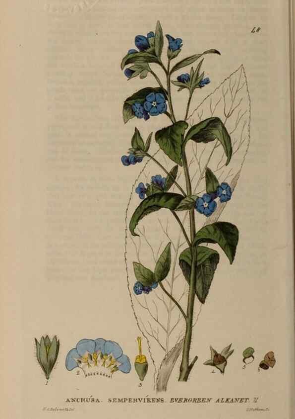 Reproducción/Reproduction 28897097712: British phaenogamous botany,. Oxford,Published by the author, sold by J.H. Parker [etc.]1834-43.