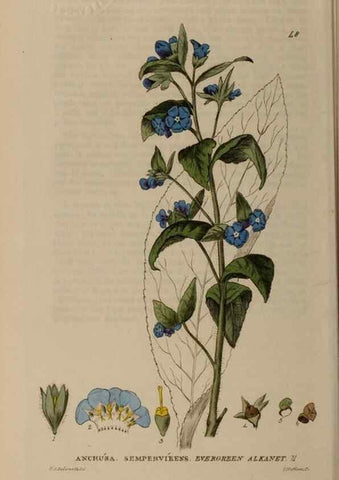 Reproducción/Reproduction 28897097712: British phaenogamous botany,. Oxford,Published by the author, sold by J.H. Parker [etc.]1834-43.