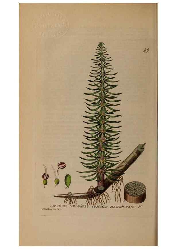 Reproducción/Reproduction 28897103242: British phaenogamous botany,. Oxford,Published by the author, sold by J.H. Parker [etc.]1834-43.