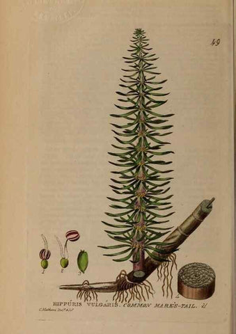 Reproducción/Reproduction 28897103242: British phaenogamous botany,. Oxford,Published by the author, sold by J.H. Parker [etc.]1834-43.