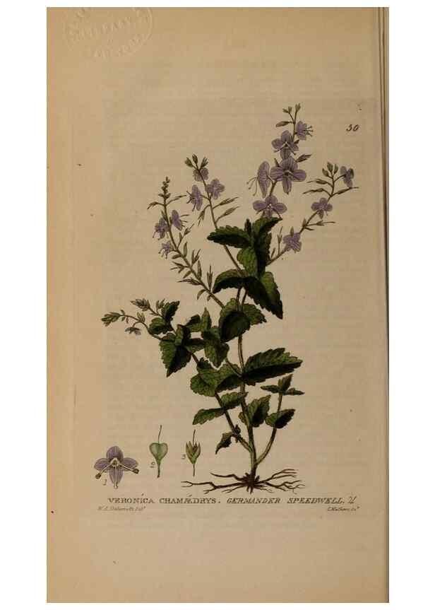 Reproducción/Reproduction 28897109782: British phaenogamous botany,. Oxford,Published by the author, sold by J.H. Parker [etc.]1834-43.