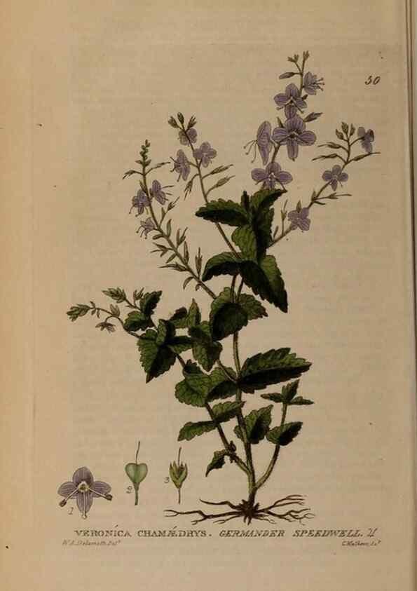 Reproducción/Reproduction 28897109782: British phaenogamous botany,. Oxford,Published by the author, sold by J.H. Parker [etc.]1834-43.