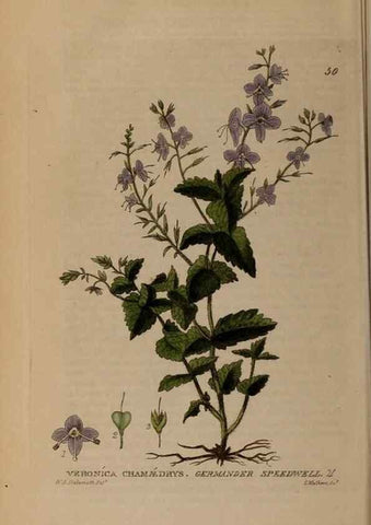 Reproducción/Reproduction 28897109782: British phaenogamous botany,. Oxford,Published by the author, sold by J.H. Parker [etc.]1834-43.
