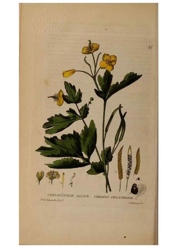 Reproducción/Reproduction 28716056440: British phaenogamous botany,. Oxford,Published by the author, sold by J.H. Parker [etc.]1834-43.