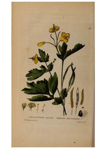 Reproducción/Reproduction 28716056440: British phaenogamous botany,. Oxford,Published by the author, sold by J.H. Parker [etc.]1834-43.