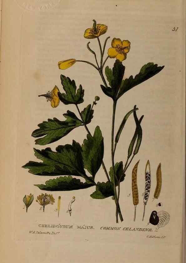 Reproducción/Reproduction 28716056440: British phaenogamous botany,. Oxford,Published by the author, sold by J.H. Parker [etc.]1834-43.