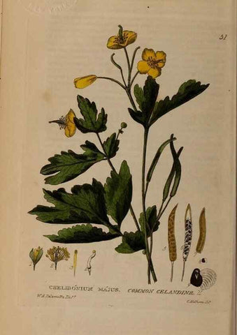 Reproducción/Reproduction 28716056440: British phaenogamous botany,. Oxford,Published by the author, sold by J.H. Parker [etc.]1834-43.