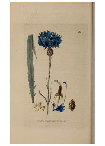 Reproducción/Reproduction 28715981700: British phaenogamous botany,. Oxford,Published by the author, sold by J.H. Parker [etc.]1834-43.