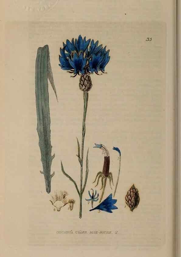 Reproducción/Reproduction 28715981700: British phaenogamous botany,. Oxford,Published by the author, sold by J.H. Parker [etc.]1834-43.