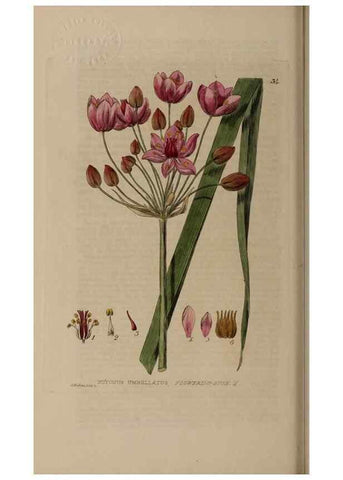 Reproducción/Reproduction 28897053702: British phaenogamous botany,. Oxford,Published by the author, sold by J.H. Parker [etc.]1834-43.