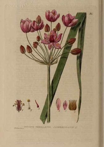 Reproducción/Reproduction 28897053702: British phaenogamous botany,. Oxford,Published by the author, sold by J.H. Parker [etc.]1834-43.