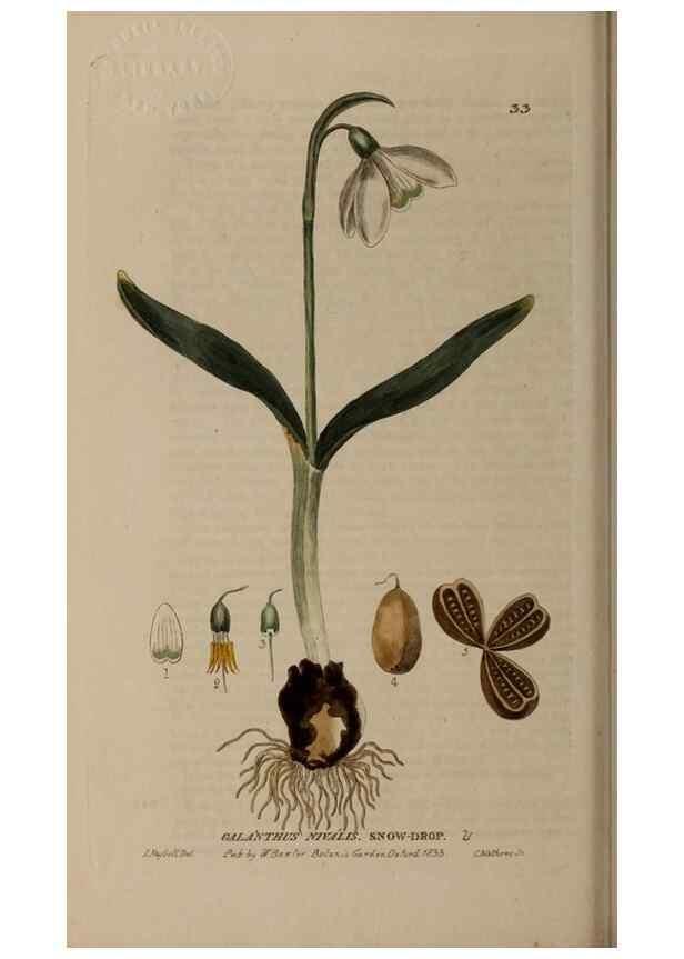 Reproducción/Reproduction 28925893891: British phaenogamous botany,. Oxford,Published by the author, sold by J.H. Parker [etc.]1834-43.