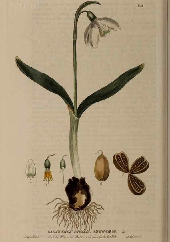 Reproducción/Reproduction 28925893891: British phaenogamous botany,. Oxford,Published by the author, sold by J.H. Parker [etc.]1834-43.