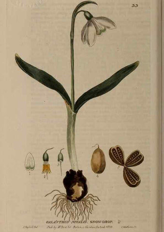 Reproducción/Reproduction 28925893891: British phaenogamous botany,. Oxford,Published by the author, sold by J.H. Parker [etc.]1834-43.