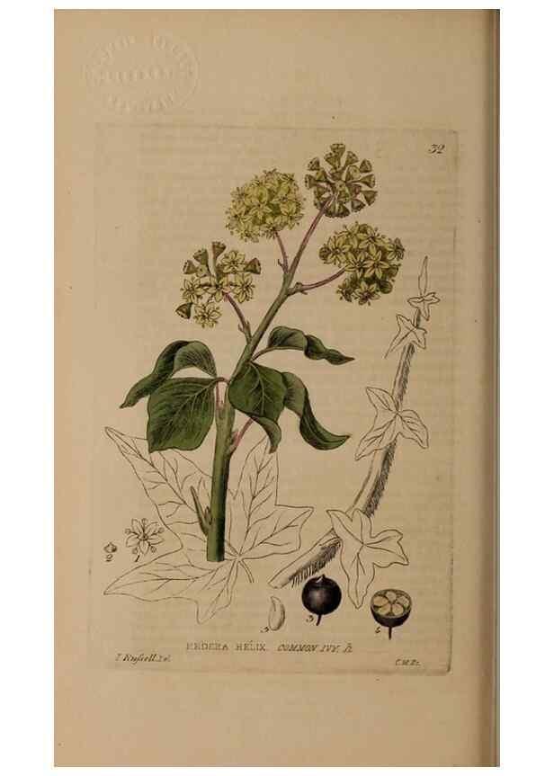 Reproducción/Reproduction 28715972700: British phaenogamous botany,. Oxford,Published by the author, sold by J.H. Parker [etc.]1834-43.
