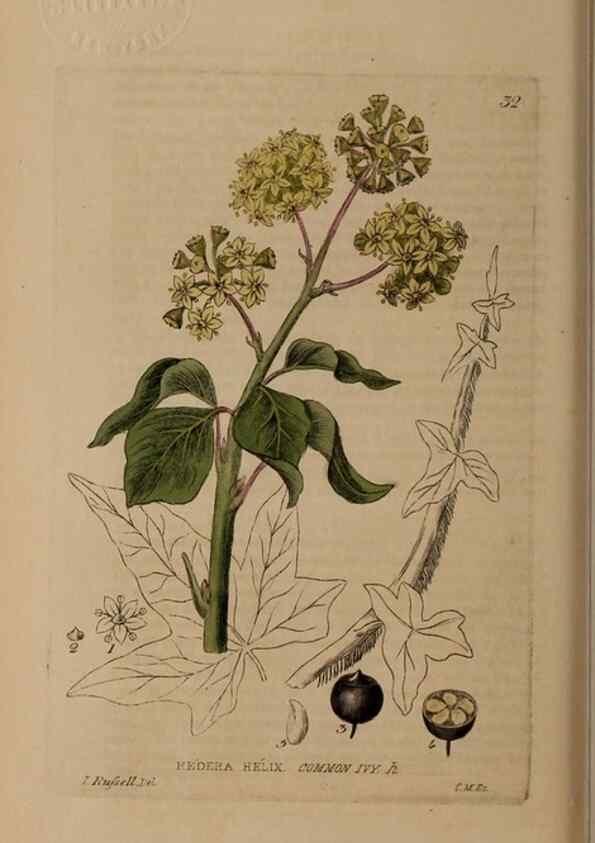 Reproducción/Reproduction 28715972700: British phaenogamous botany,. Oxford,Published by the author, sold by J.H. Parker [etc.]1834-43.