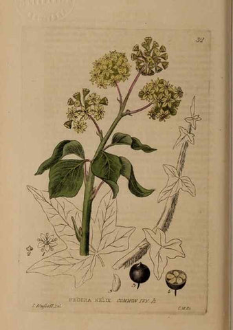 Reproducción/Reproduction 28715972700: British phaenogamous botany,. Oxford,Published by the author, sold by J.H. Parker [etc.]1834-43.