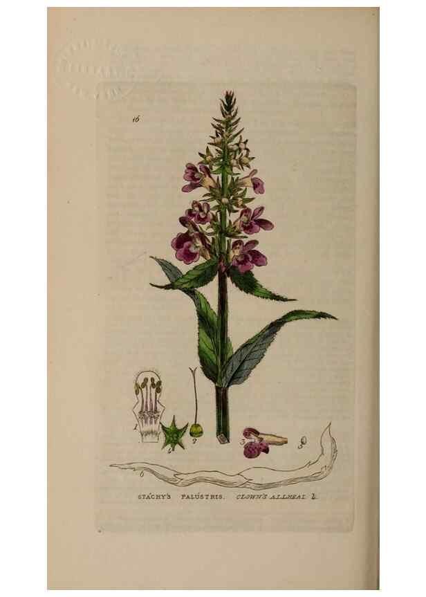 Reproducción/Reproduction 28925814841: British phaenogamous botany,. Oxford,Published by the author, sold by J.H. Parker [etc.]1834-43.
