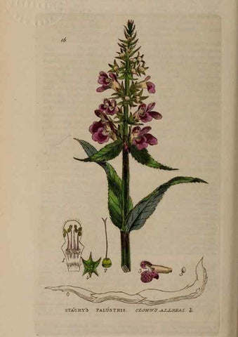 Reproducción/Reproduction 28925814841: British phaenogamous botany,. Oxford,Published by the author, sold by J.H. Parker [etc.]1834-43.