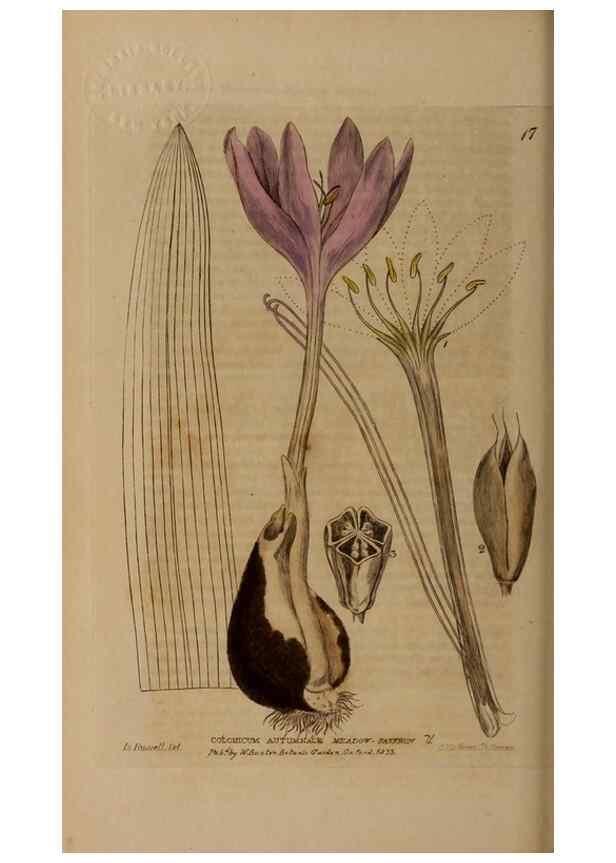 Reproducción/Reproduction 28382496114: British phaenogamous botany,. Oxford,Published by the author, sold by J.H. Parker [etc.]1834-43.