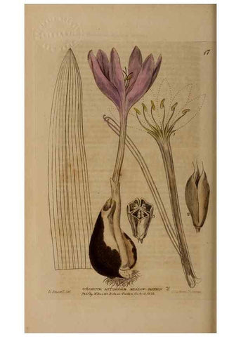 Reproducción/Reproduction 28382496114: British phaenogamous botany,. Oxford,Published by the author, sold by J.H. Parker [etc.]1834-43.