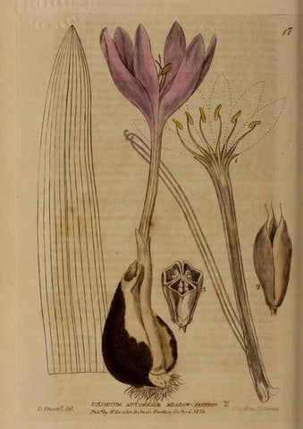 Reproducción/Reproduction 28382496114: British phaenogamous botany,. Oxford,Published by the author, sold by J.H. Parker [etc.]1834-43.