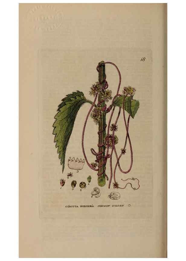 Reproducción/Reproduction 28382500074: British phaenogamous botany,. Oxford,Published by the author, sold by J.H. Parker [etc.]1834-43.