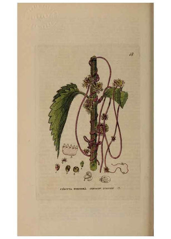 Reproducción/Reproduction 28382500074: British phaenogamous botany,. Oxford,Published by the author, sold by J.H. Parker [etc.]1834-43.
