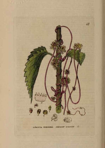 Reproducción/Reproduction 28382500074: British phaenogamous botany,. Oxford,Published by the author, sold by J.H. Parker [etc.]1834-43.