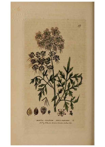 Reproducción/Reproduction 28382505564: British phaenogamous botany,. Oxford,Published by the author, sold by J.H. Parker [etc.]1834-43.