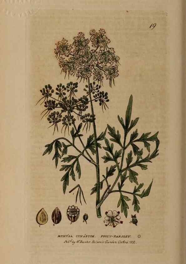 Reproducción/Reproduction 28382505564: British phaenogamous botany,. Oxford,Published by the author, sold by J.H. Parker [etc.]1834-43.