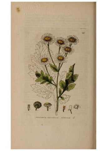 Reproducción/Reproduction 28715927290: British phaenogamous botany,. Oxford,Published by the author, sold by J.H. Parker [etc.]1834-43.