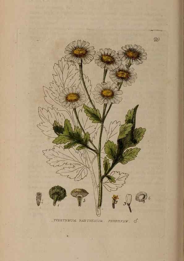 Reproducción/Reproduction 28715927290: British phaenogamous botany,. Oxford,Published by the author, sold by J.H. Parker [etc.]1834-43.