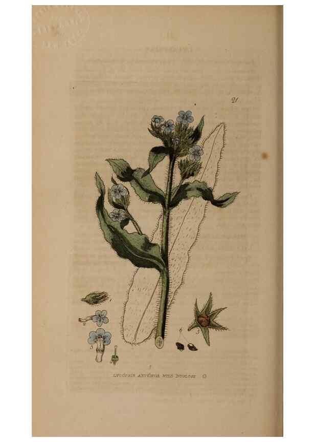 Reproducción/Reproduction 28715930790: British phaenogamous botany,. Oxford,Published by the author, sold by J.H. Parker [etc.]1834-43.