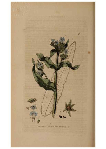 Reproducción/Reproduction 28715930790: British phaenogamous botany,. Oxford,Published by the author, sold by J.H. Parker [etc.]1834-43.