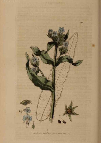 Reproducción/Reproduction 28715930790: British phaenogamous botany,. Oxford,Published by the author, sold by J.H. Parker [etc.]1834-43.