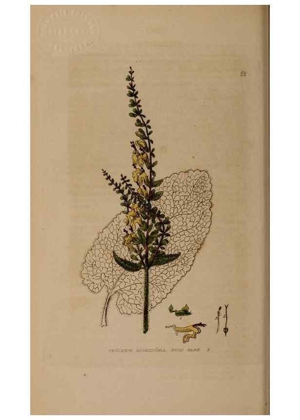 Reproducción/Reproduction 28896991632: British phaenogamous botany,. Oxford,Published by the author, sold by J.H. Parker [etc.]1834-43.