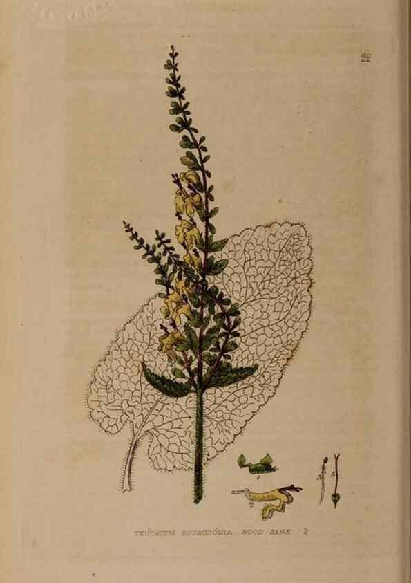Reproducción/Reproduction 28896991632: British phaenogamous botany,. Oxford,Published by the author, sold by J.H. Parker [etc.]1834-43.