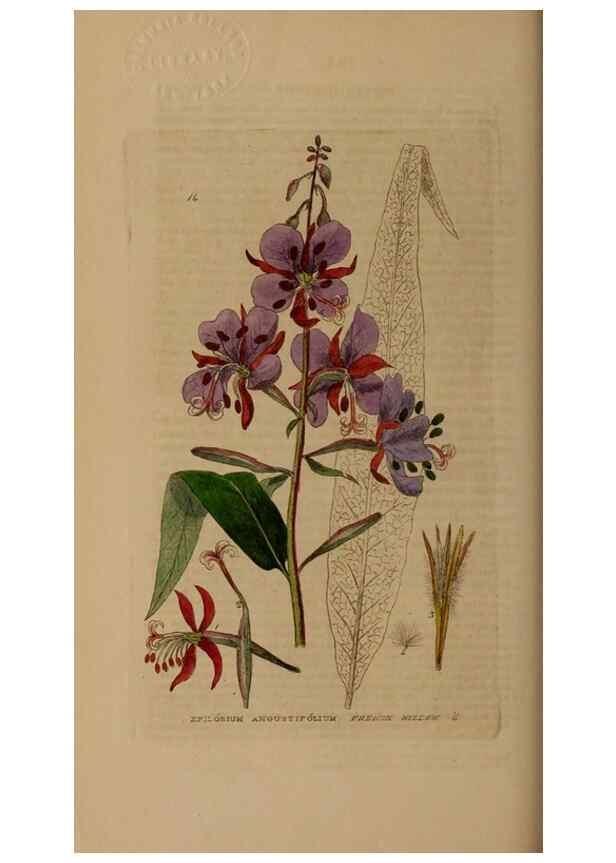 Reproducción/Reproduction 28969579086: British phaenogamous botany,. Oxford,Published by the author, sold by J.H. Parker [etc.]1834-43.