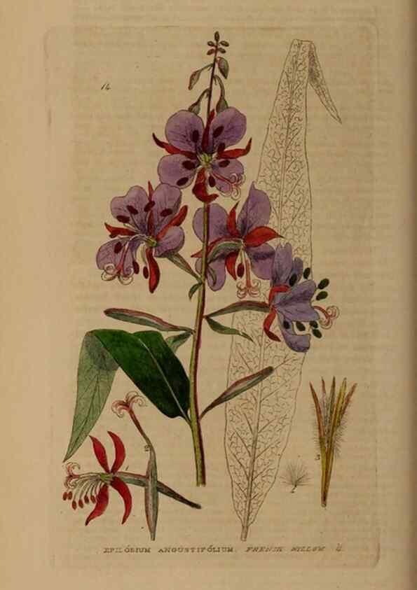 Reproducción/Reproduction 28969579086: British phaenogamous botany,. Oxford,Published by the author, sold by J.H. Parker [etc.]1834-43.