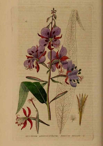 Reproducción/Reproduction 28969579086: British phaenogamous botany,. Oxford,Published by the author, sold by J.H. Parker [etc.]1834-43.