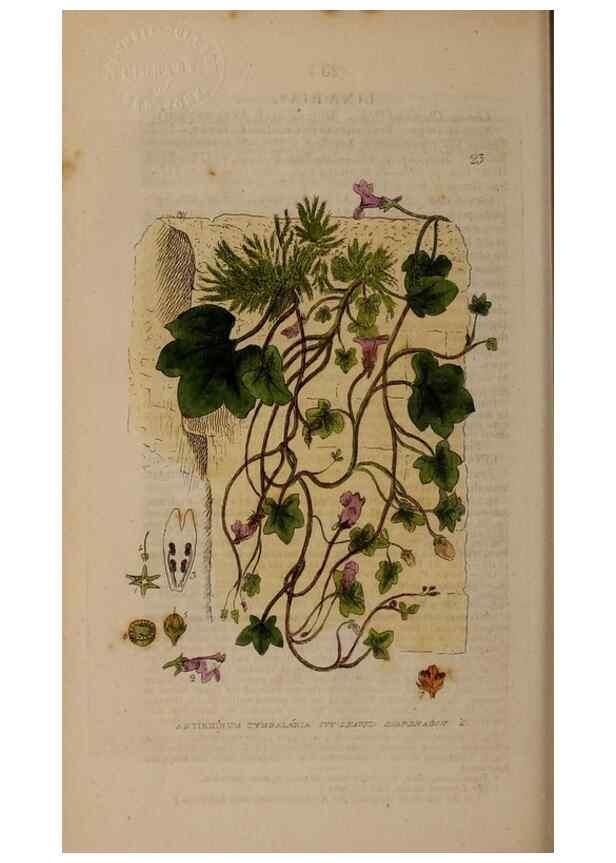 Reproducción/Reproduction 28896998272: British phaenogamous botany,. Oxford,Published by the author, sold by J.H. Parker [etc.]1834-43.